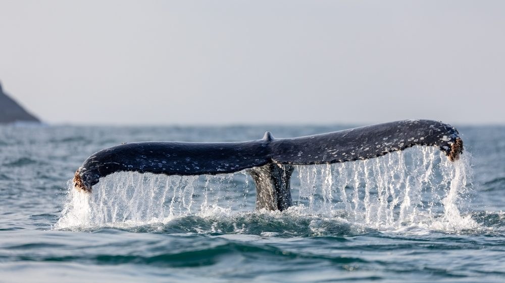 Bitcoin Whale Selling Ends as Rate-Hike Bets Fade