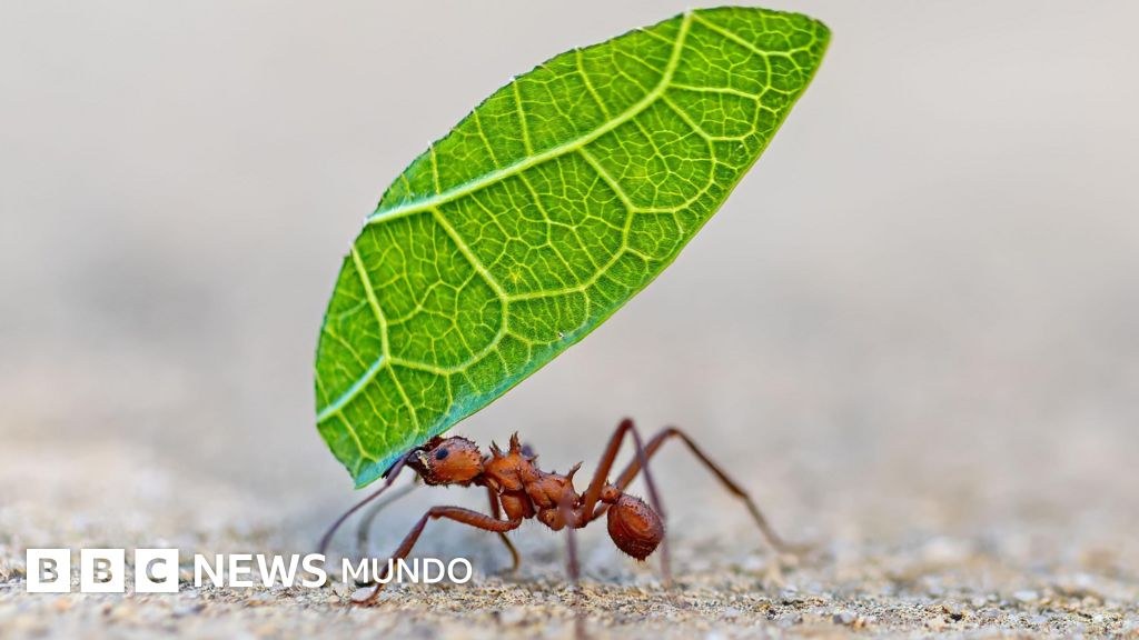5 formas en las que los insectos toman decisiones y resuelven problemas (y qué podemos aprender de ellos)