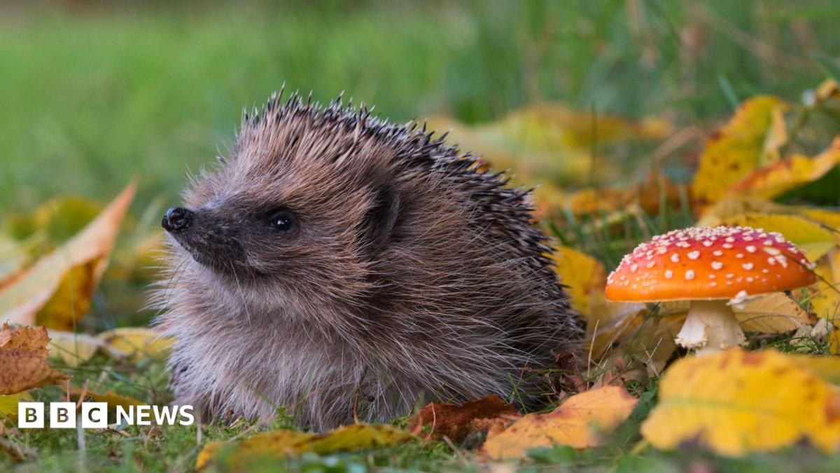 Hedgehogs worthy banknote winners, rescuers say