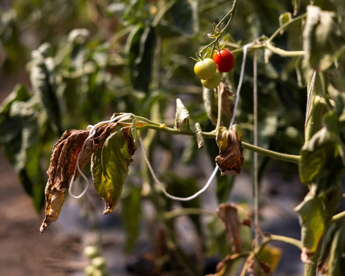 UK relies on heat-stressed countries for fruit and veg it could grow itself – report