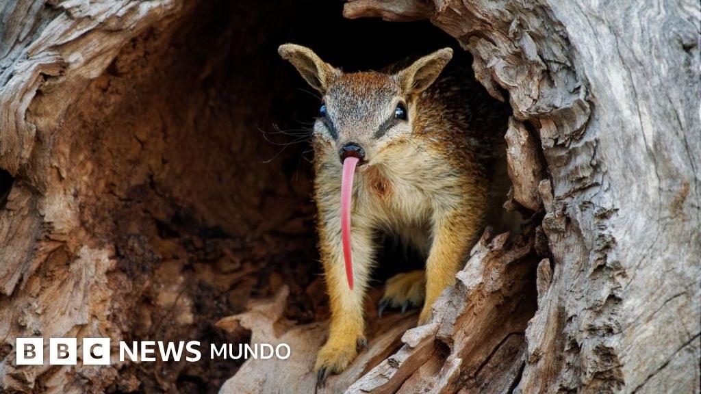 Numbats, los adorables animales que dan esperanza al país que es el epicentro mundial de la extinción de mamíferos